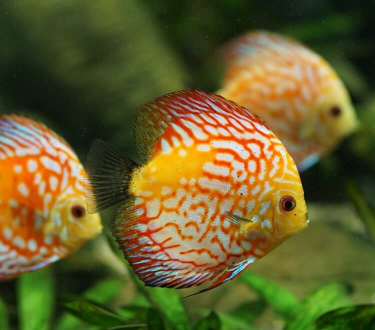 Things to see Villa Gala